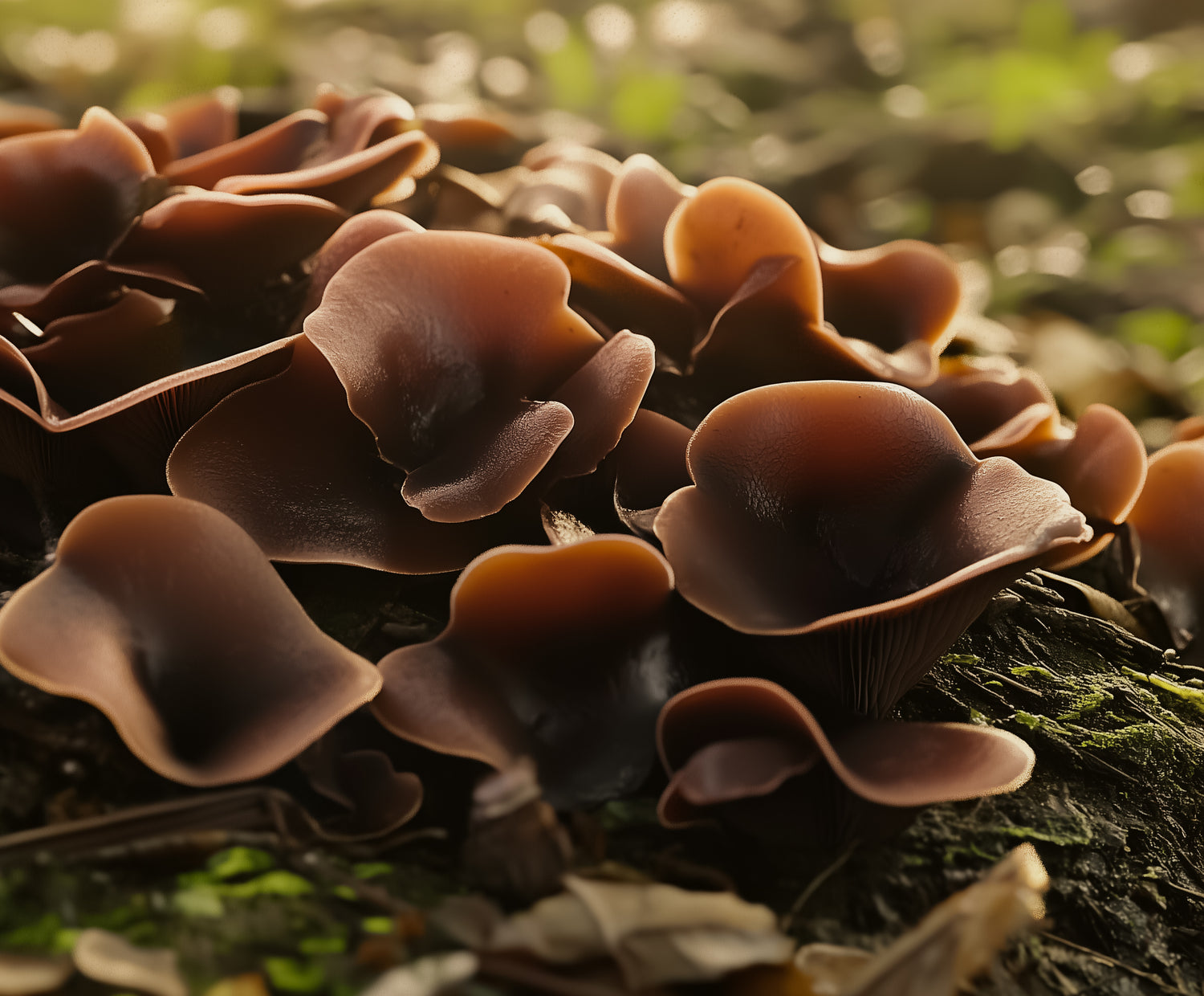 Auricularia Mushroom: Health Benefits, Uses, and Precautions