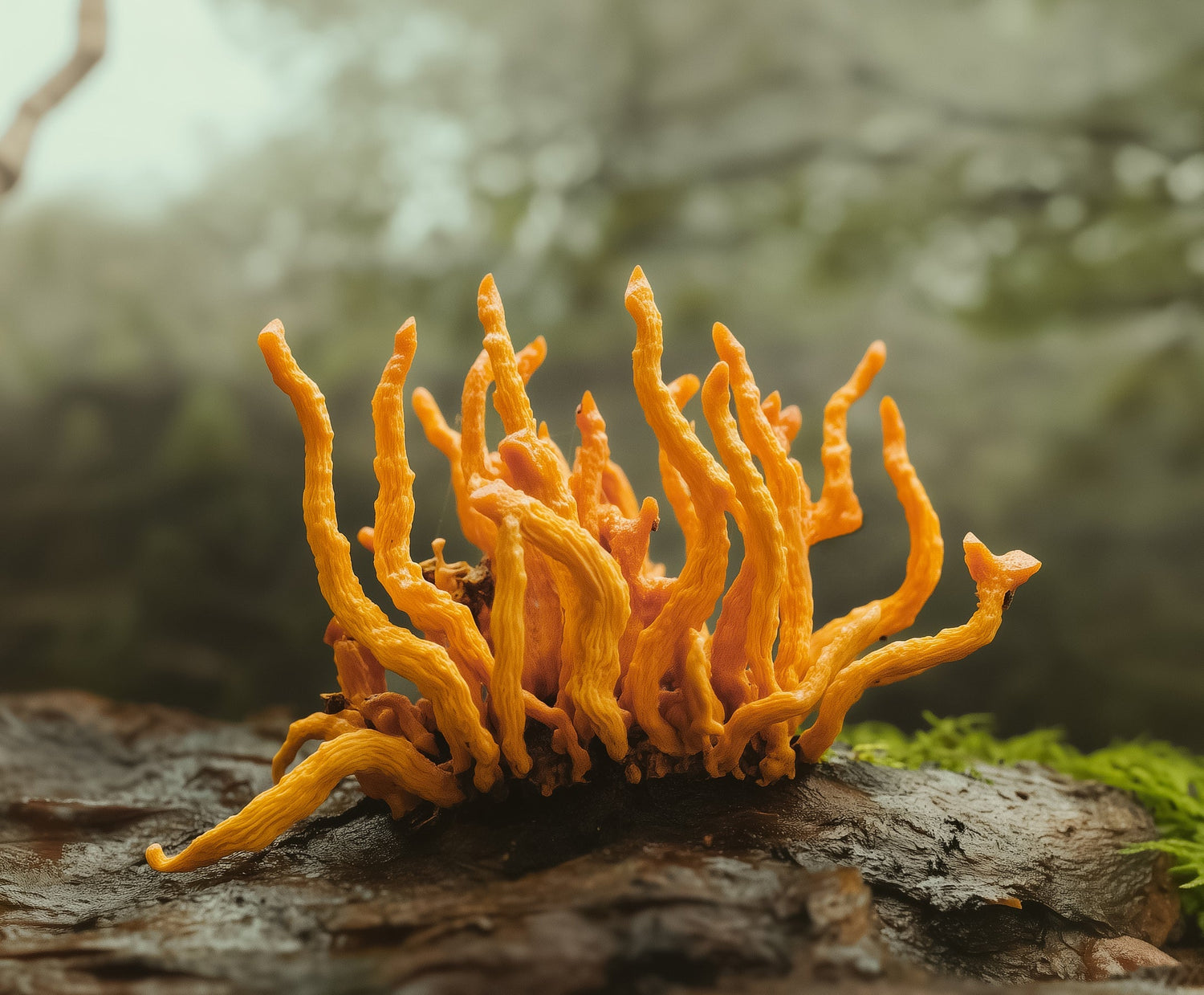 Exploring the Power of Cordyceps: Nature’s Energy Booster