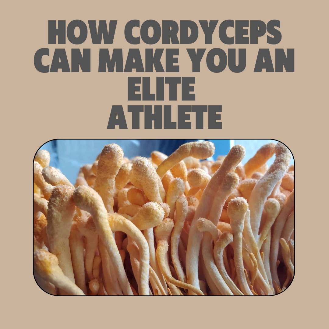 How Cordyceps can make you Elite Athlete.