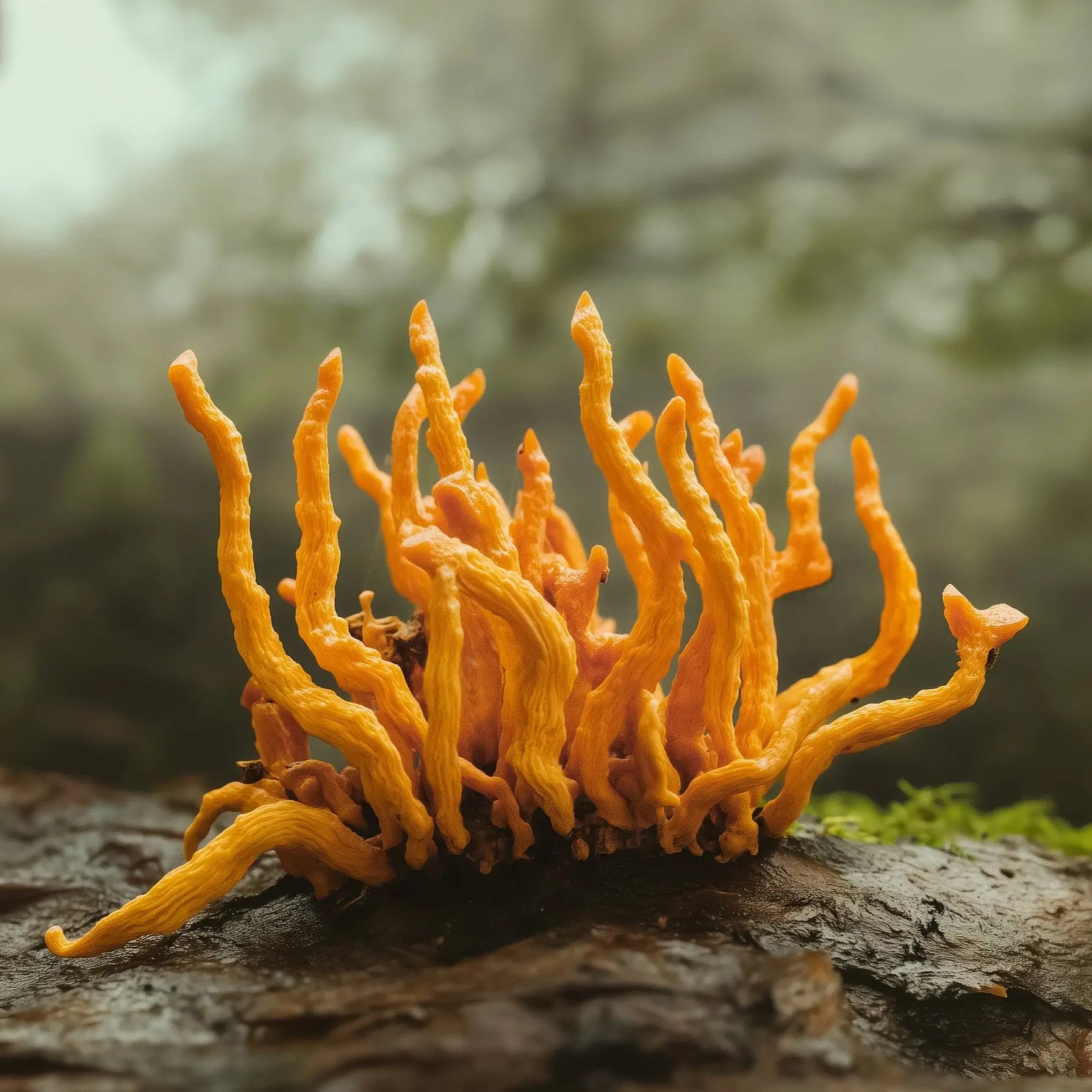 Organic Cordyceps Capsules PLUS+, 750mg. (90 capsules)