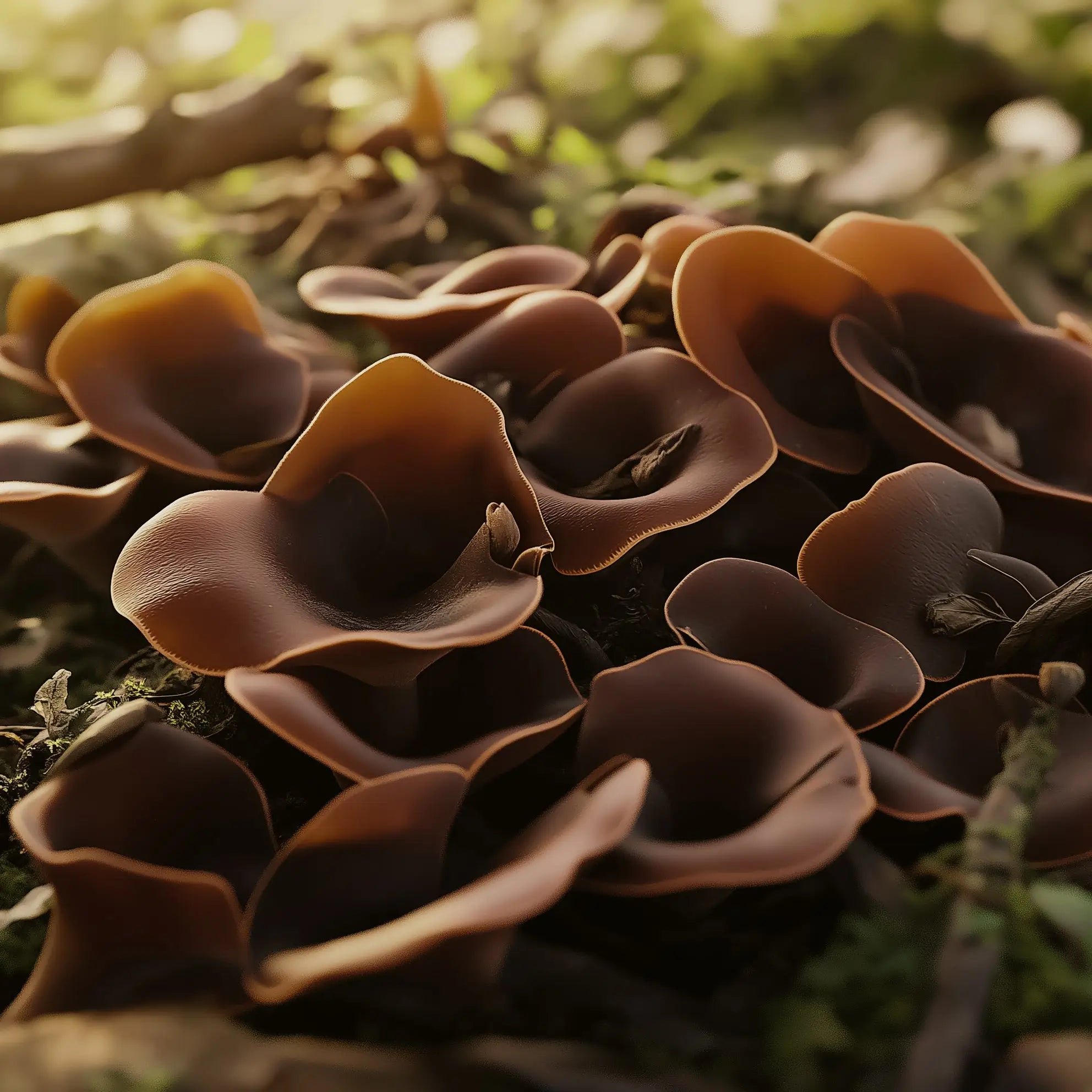 Auricularia Powder, 100 g.