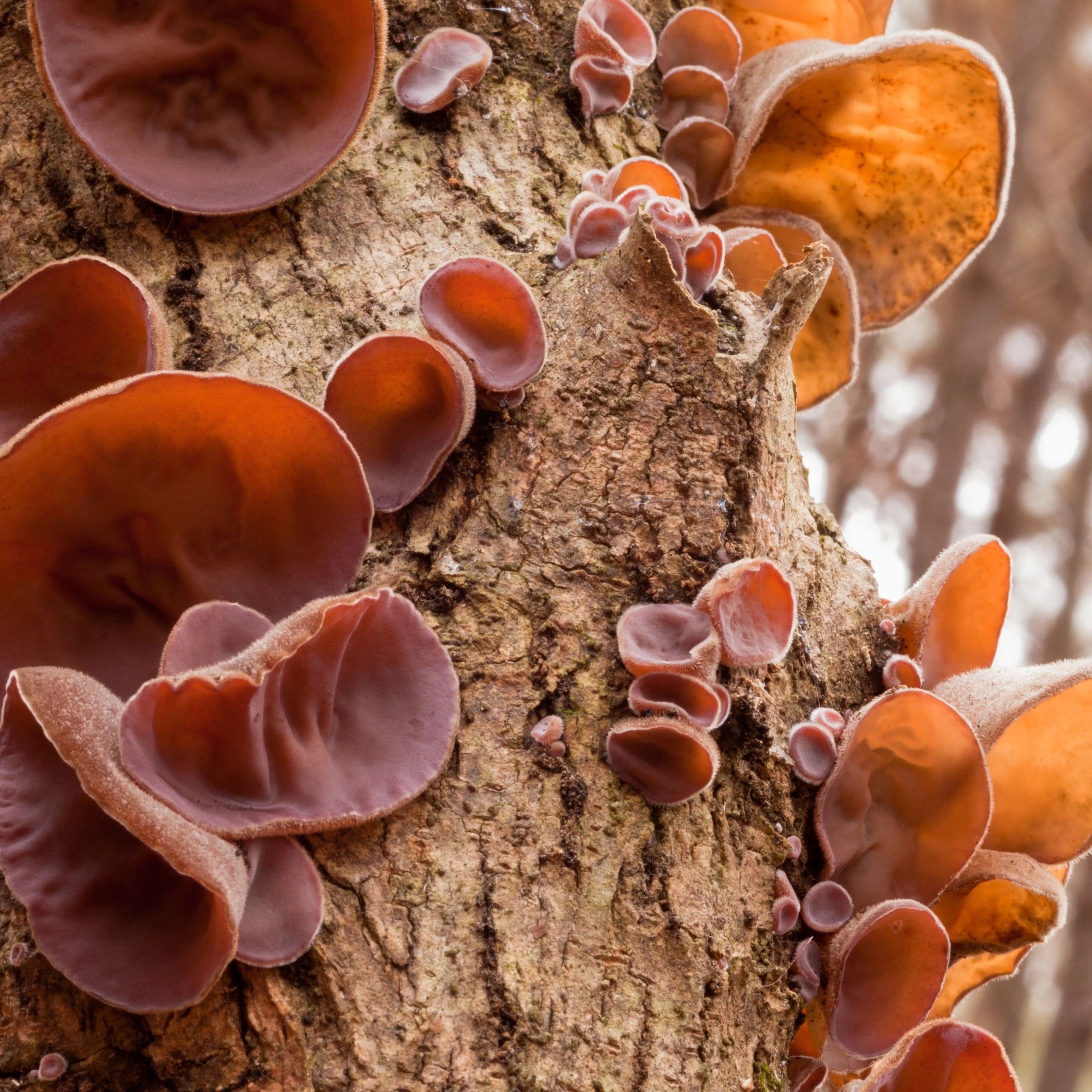 Auricularia Extract, 100ml.