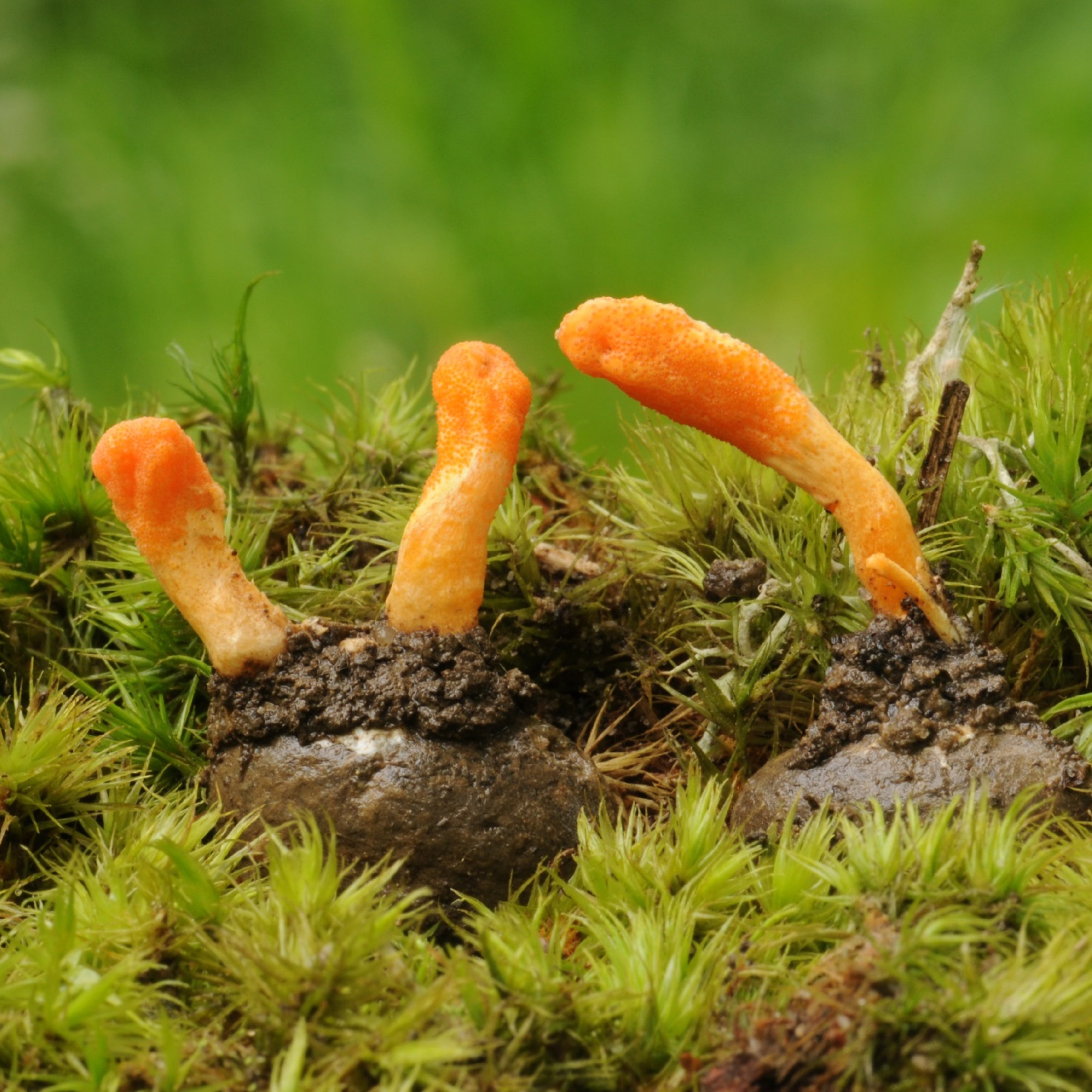 Cordyceps fungi