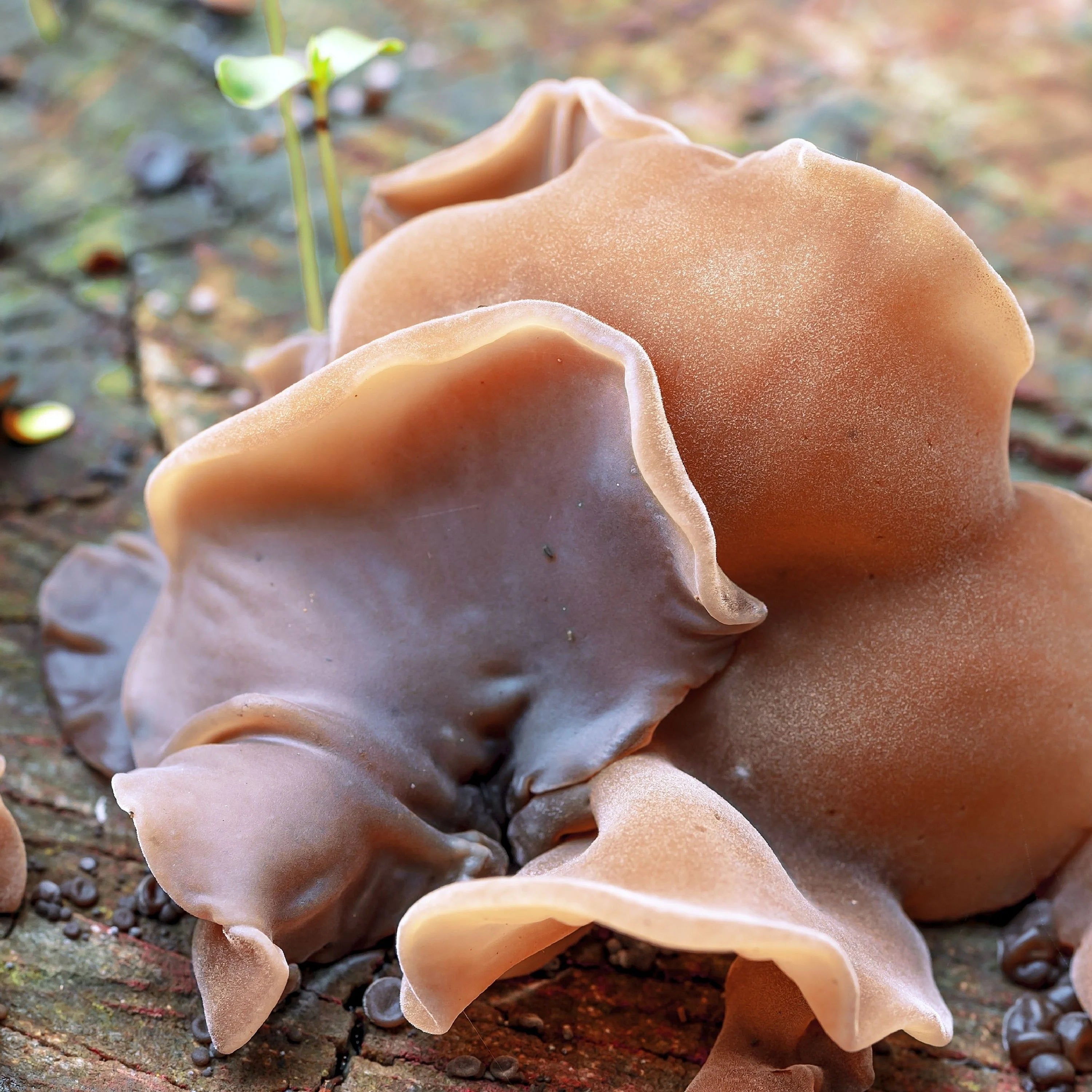 Organic Auricularia Capsules PLUS+, 750mg. (90 capsules)