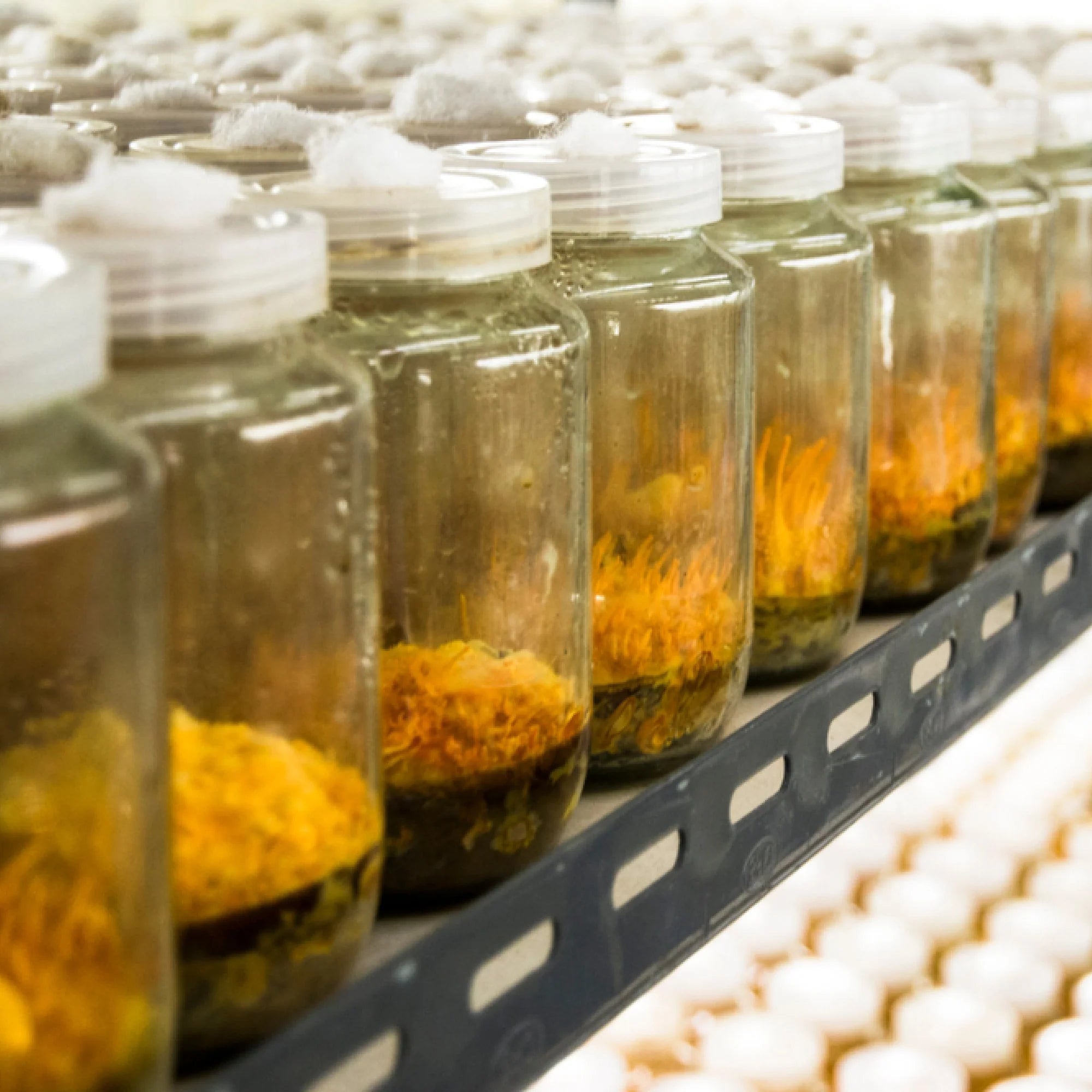 Organic Cordyceps Capsules PLUS+, 750mg. (90 capsules)