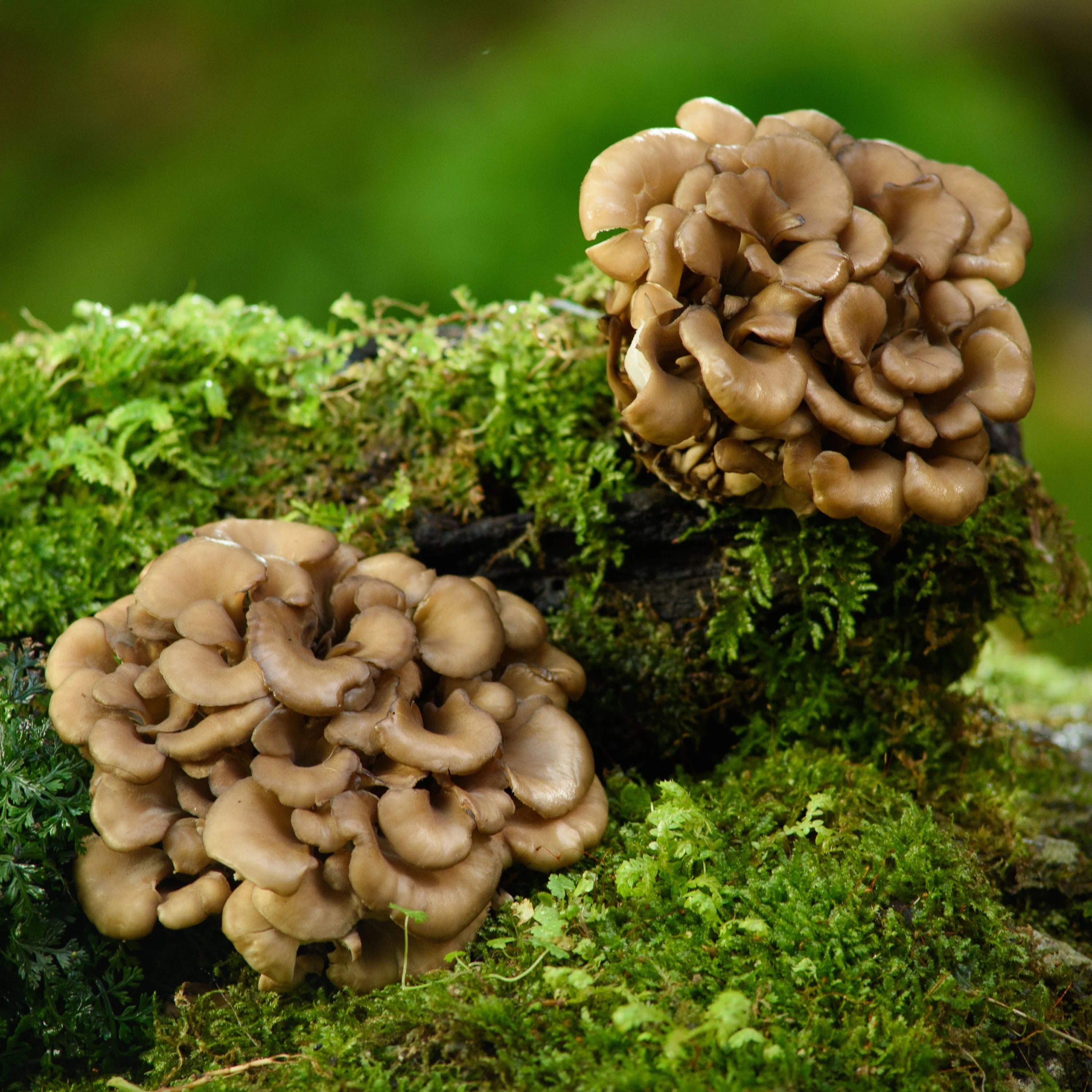Organic Maitake PLUS+ Powder, 100g
