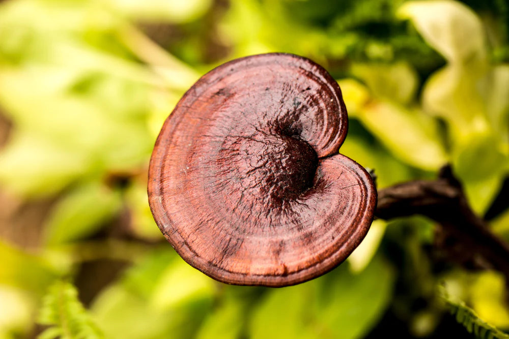 Organic Reishi Capsules PLUS+, 750mg. (90 capsules)