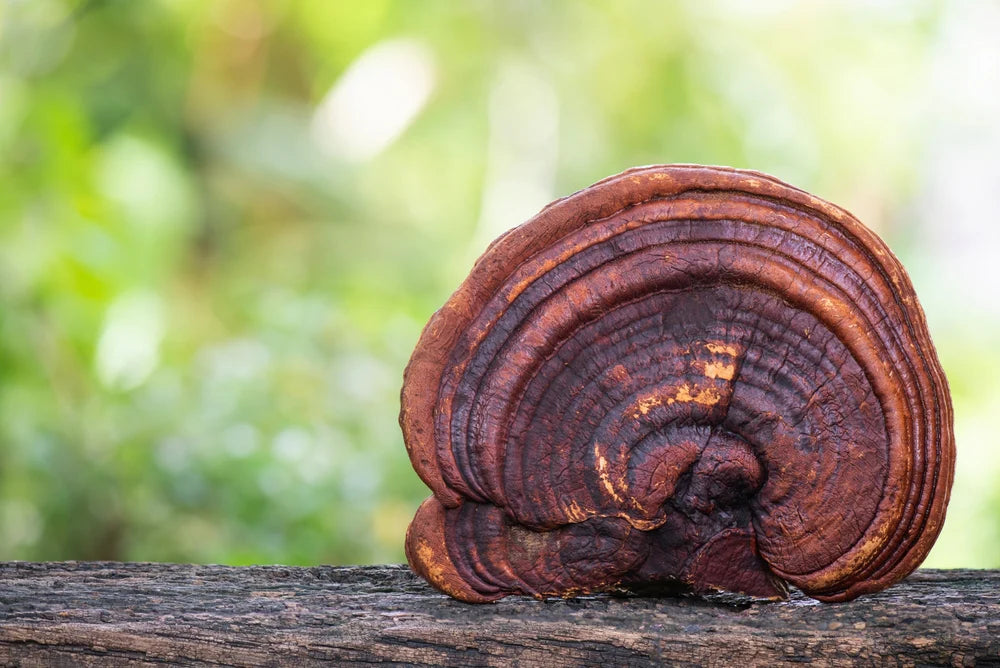 Organic Reishi Capsules PLUS+, 750mg. (90 capsules)