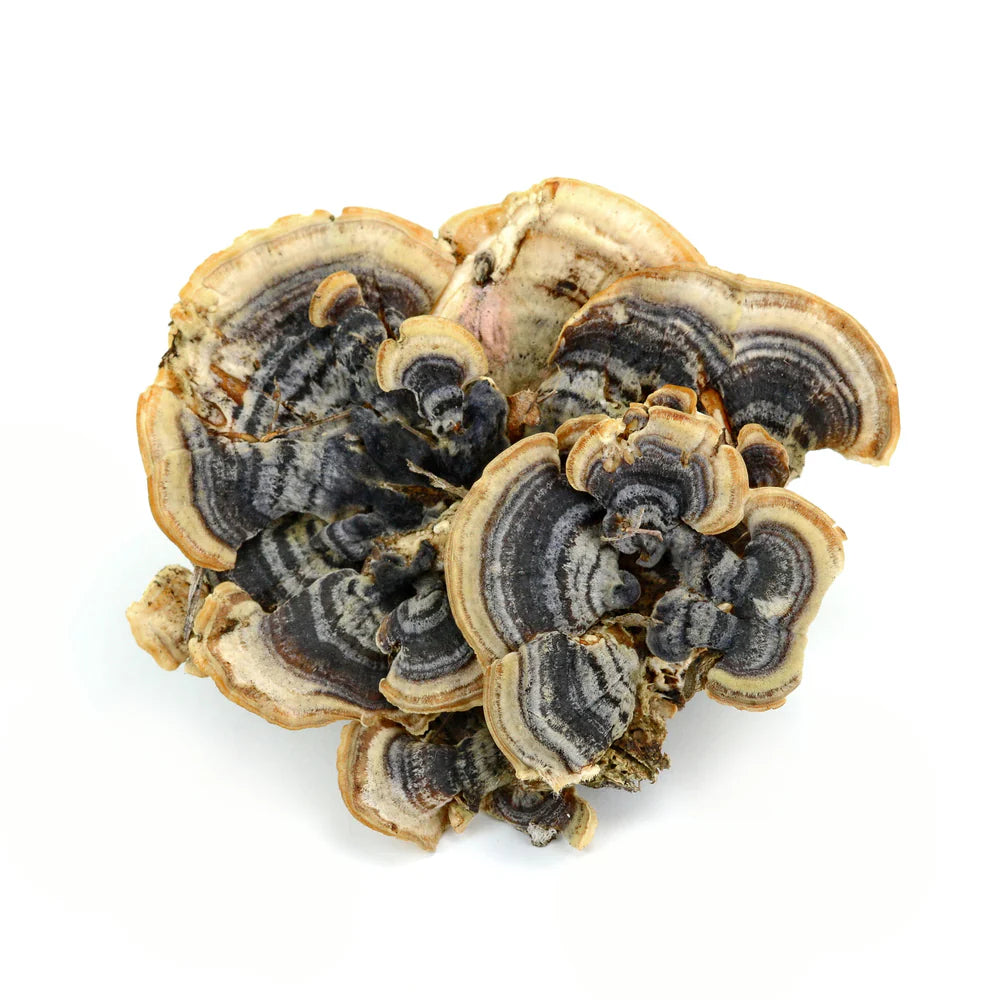Organic Turkey Tail Powder, 100g